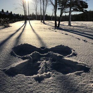 White nature december