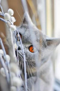 Feline amber eyes grey fur photo