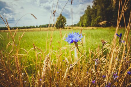 Blue grass blue flower photo