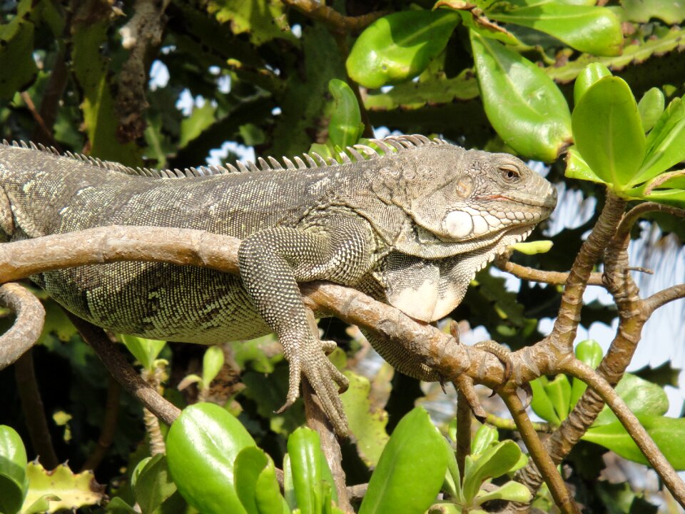 Nature beast netherlands antilles