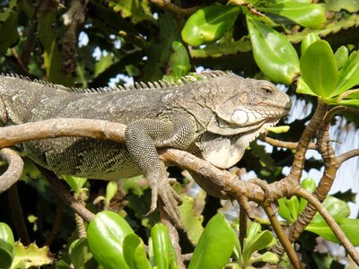 Nature beast netherlands antilles