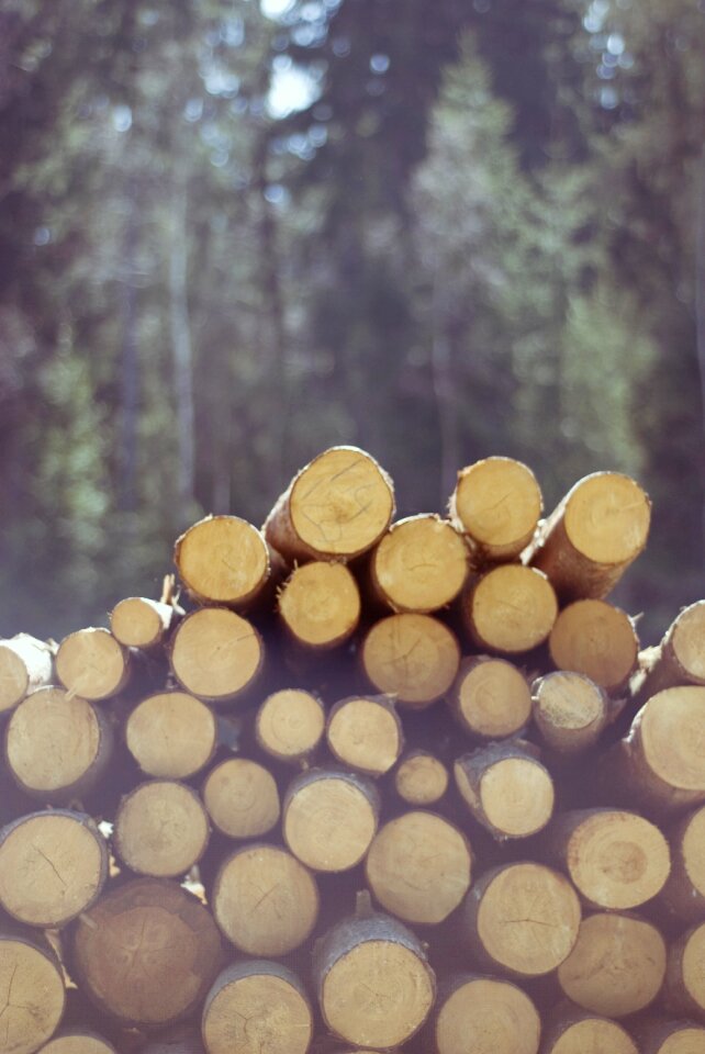 Stock photo of the tree gardening felling of the forest