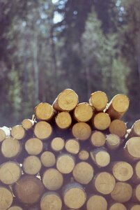 Stock photo of the tree gardening felling of the forest