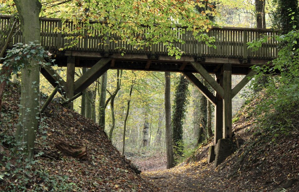 Forest atmosphere kamp-lintfort