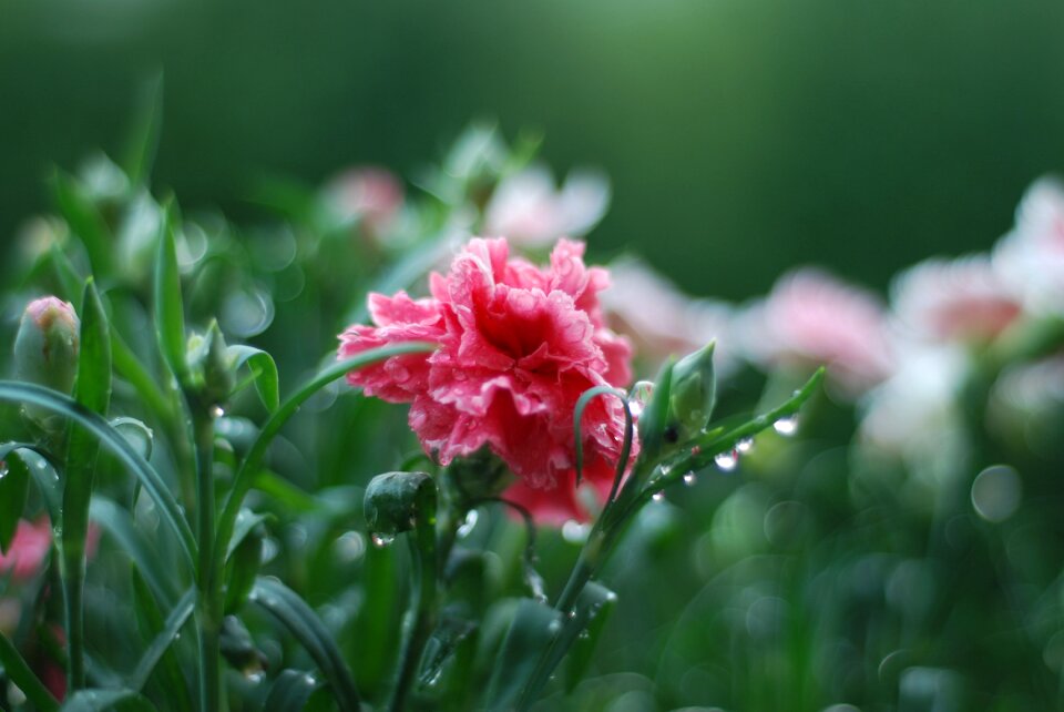 Rosa green flora
