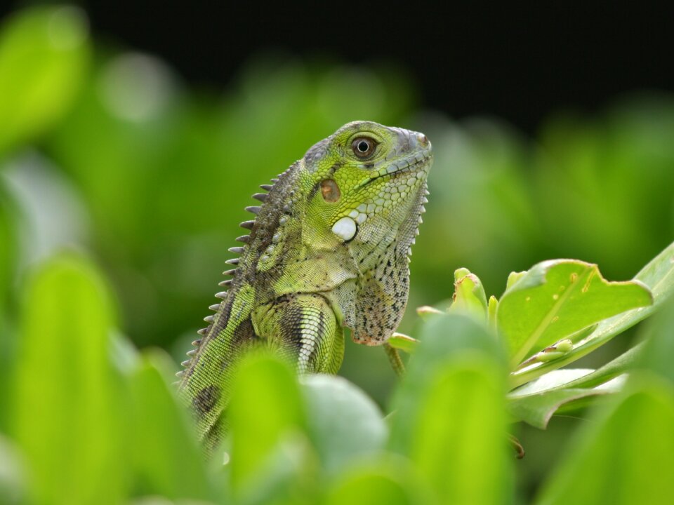 Nature beast netherlands antilles