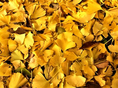 Dead leaves fallen leaves yellow photo