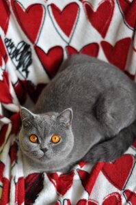 Feline amber eyes grey fur photo