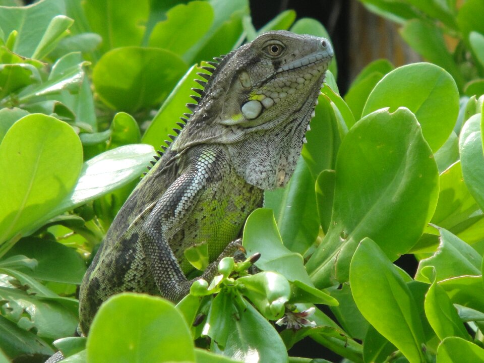 Nature beast netherlands antilles