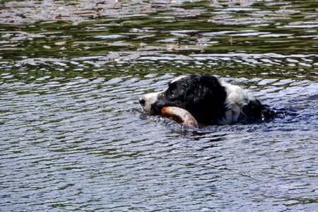 Border collie swim aport