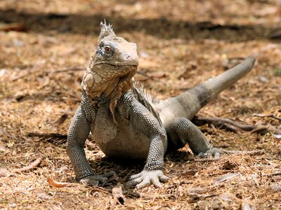 Nature beast netherlands antilles