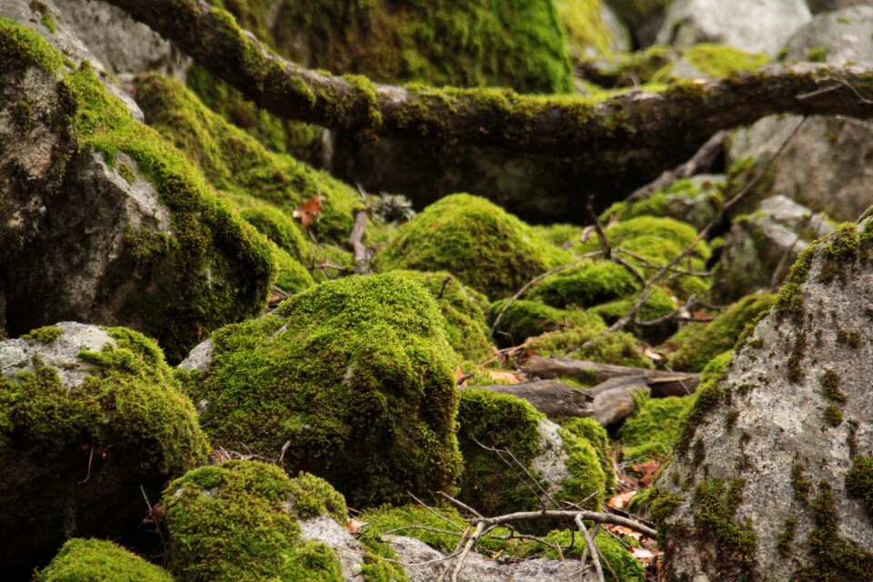 Autumn case forest