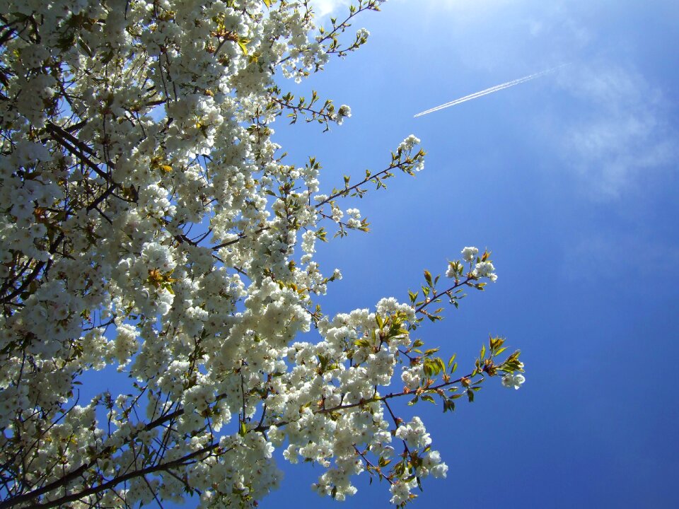 Sky blossom white