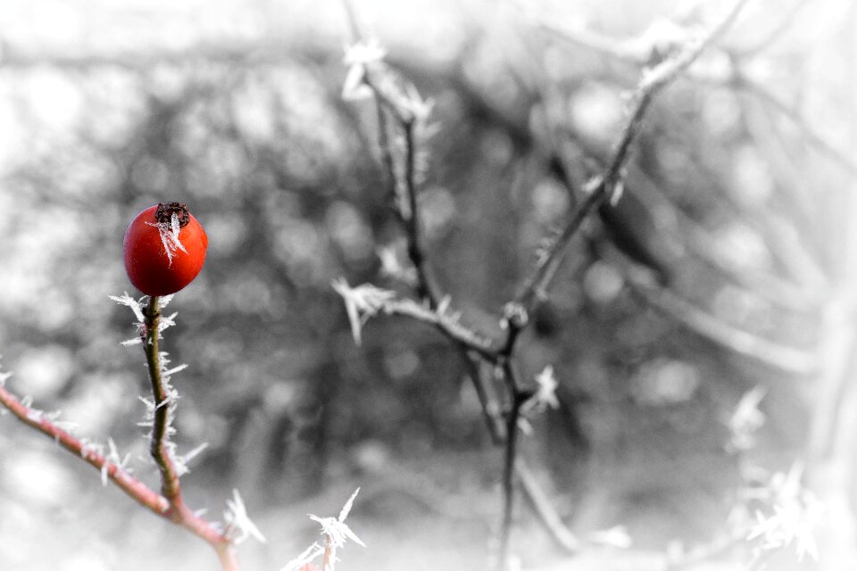 Red wallpaper background