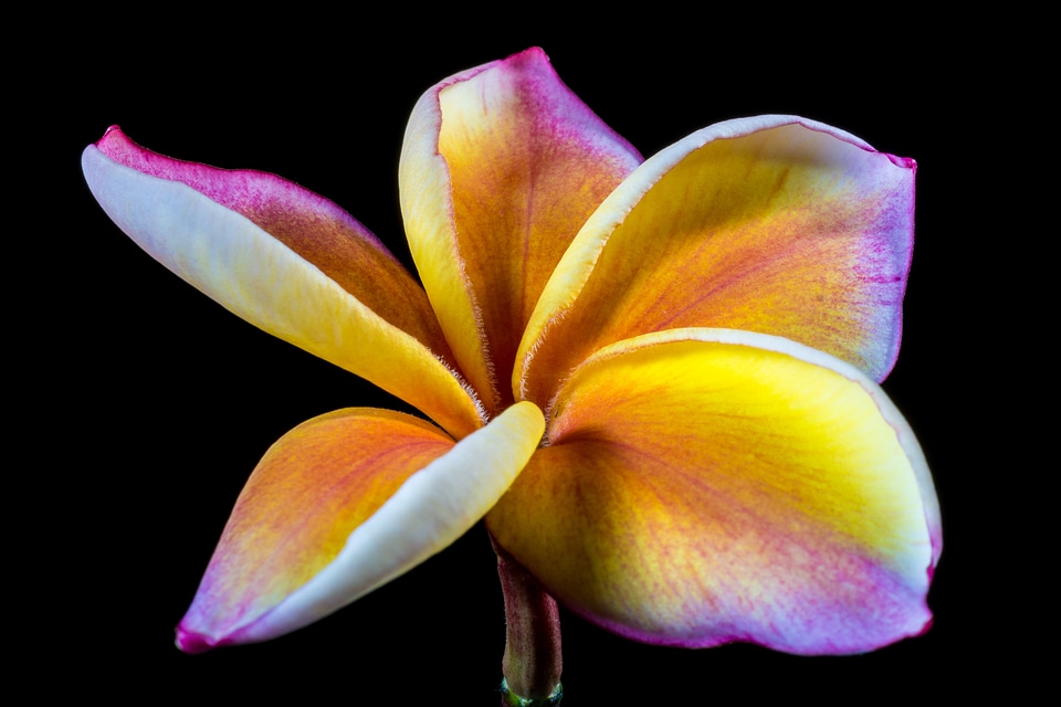 Frangipani plumeria violet yellow