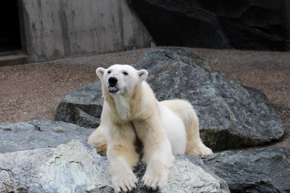 Animal zoo