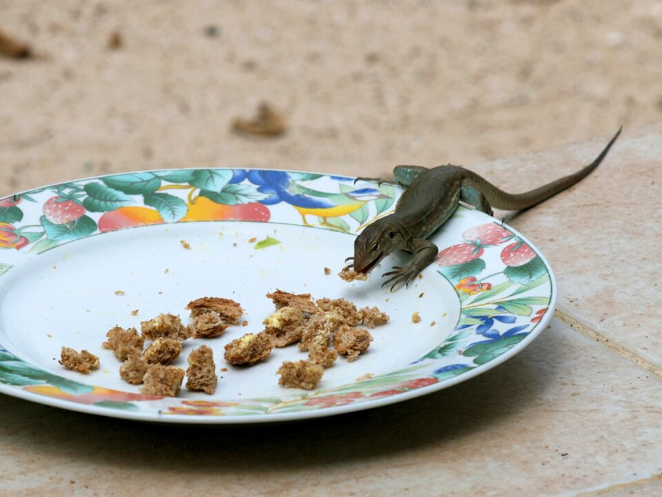 Netherlands antilles reptile hunger