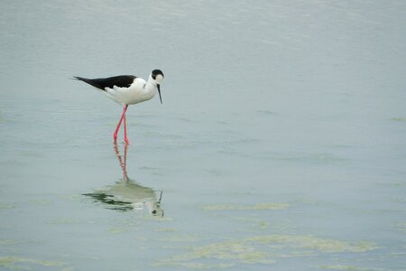 Wader water bird recurvirostridae