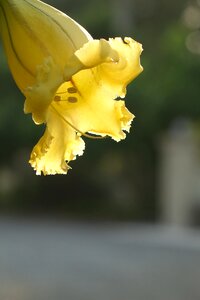 Gold cup flower trumpet as award cups