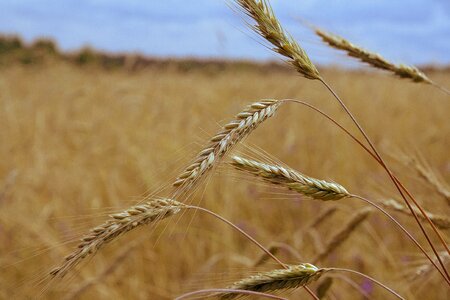 Harvest mature nature