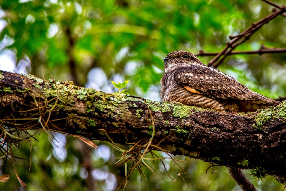 Whippoorwill migratory bird usa