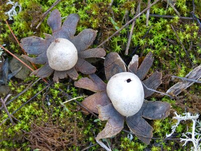 Forest autumn mycology