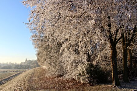 Cold forest outlook
