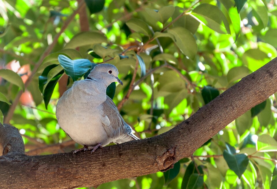 Bird nature paloma
