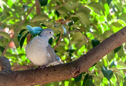 Bird nature paloma photo