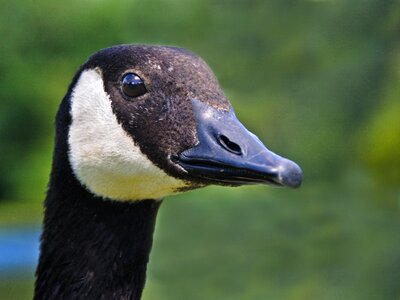 Animal head goose photo