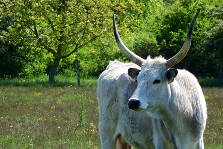Cow hungary traditional breed