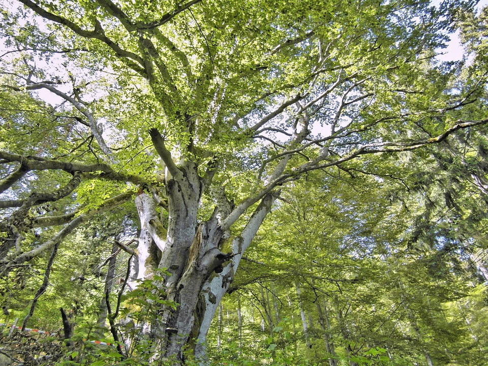 Aesthetic dream magic tree surreal