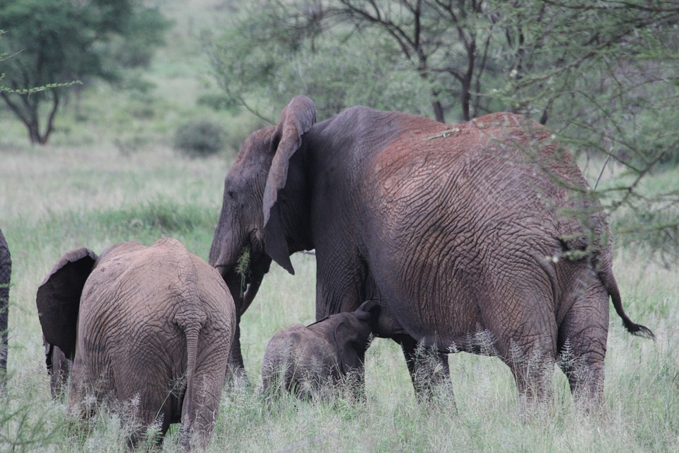 Elephant wild animal safari