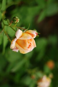 Green nature bud photo