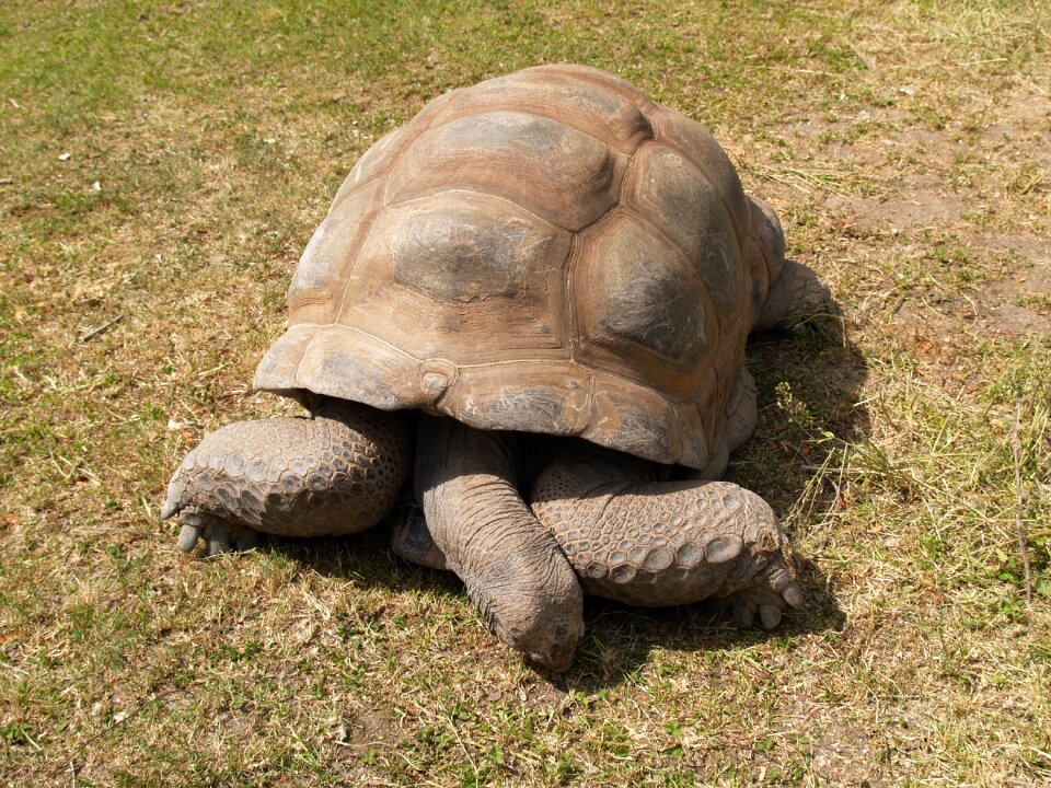 Turtle panzer reptile