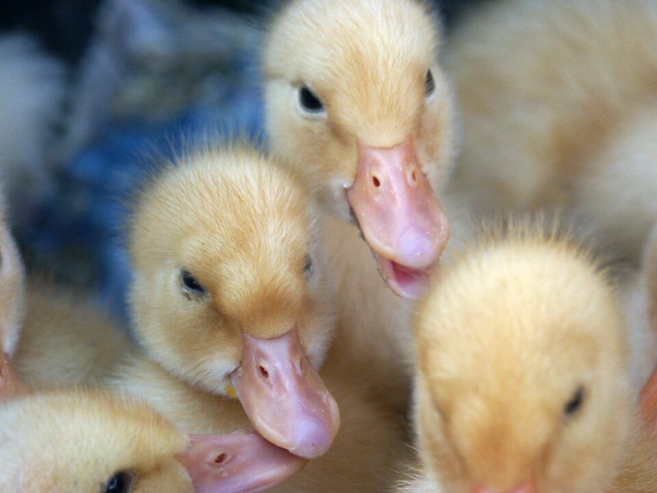 Ducklings childhood form of life up to the year