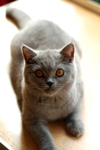 Feline amber eyes grey fur photo