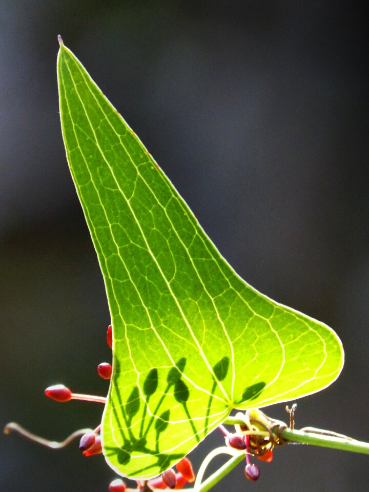 Autumn translucent arinjol