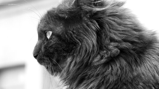 Hair black cat cat face