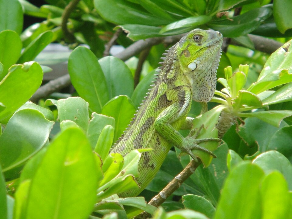 Nature beast netherlands antilles