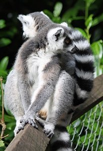Ring-tailed lemur primate cute photo