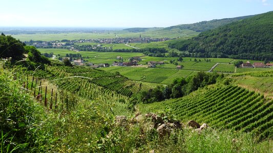 Alsace summer landscape viticulture