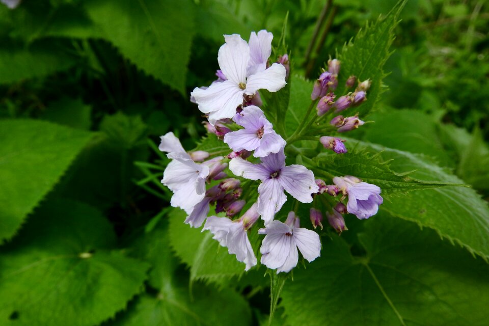 Flower lunaria brassicaceae