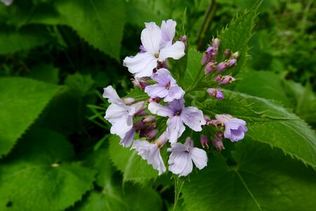 Flower lunaria brassicaceae