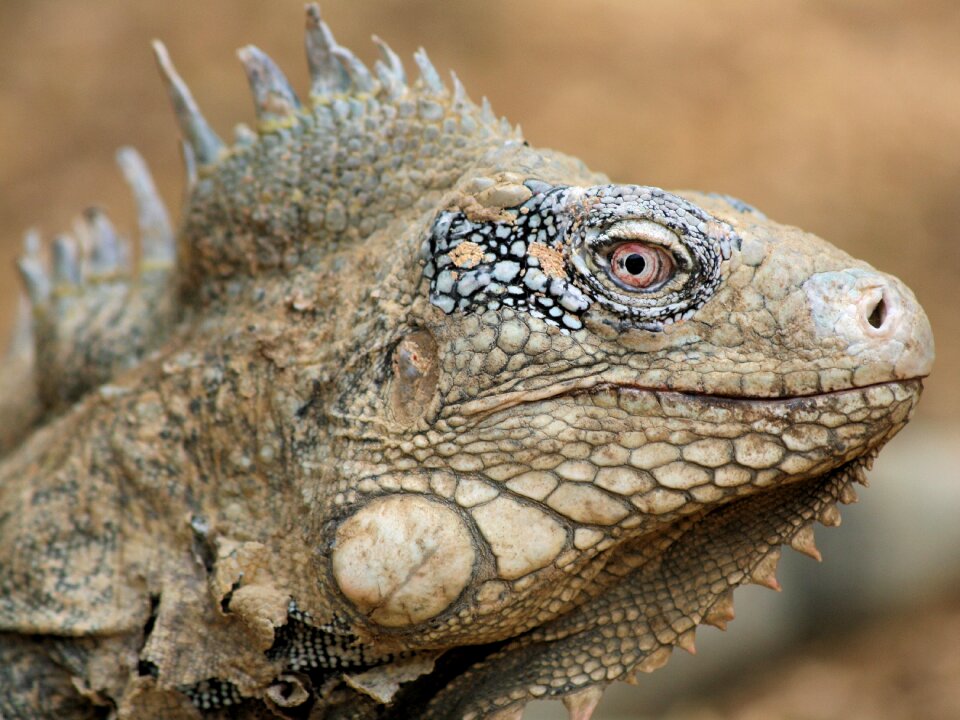 Nature beast netherlands antilles