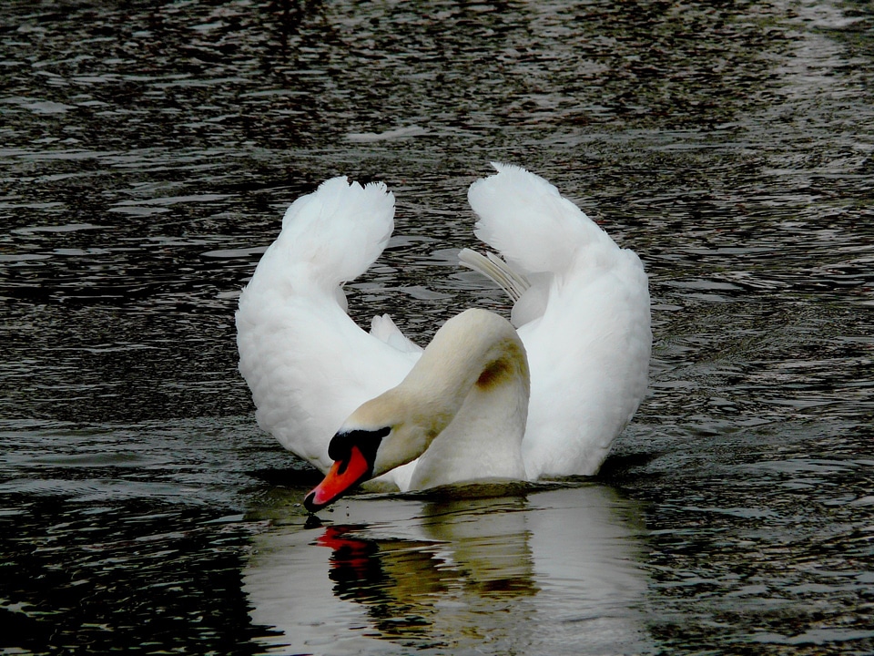 Water bird fly