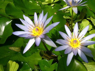 Water lilly pond