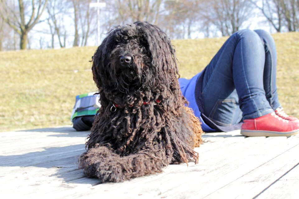 Pet animal vigilant dog