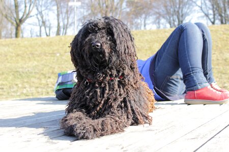 Pet animal vigilant dog photo