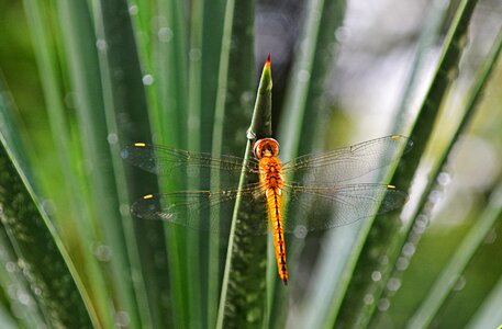 Closeup green dragonflies chili photo